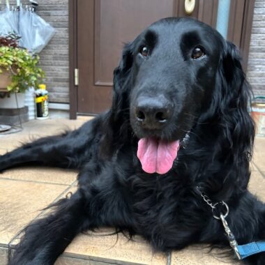 実家の犬と戯れました