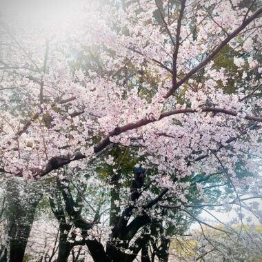 鶴舞公園　さくらまつり