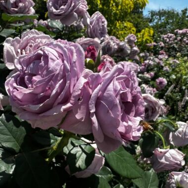 薔薇の季節