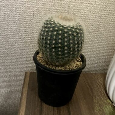 サボテン