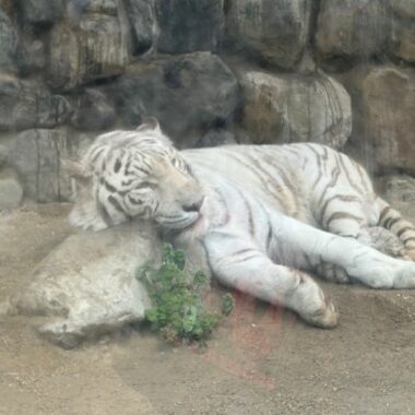 東武動物公園