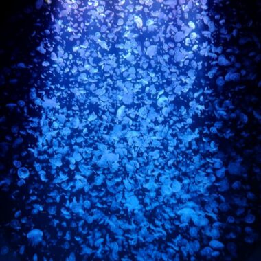 世界一のクラゲ水族館